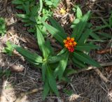 Asclepias curassavica