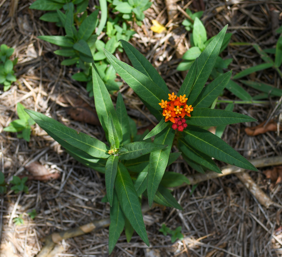 Изображение особи Asclepias curassavica.