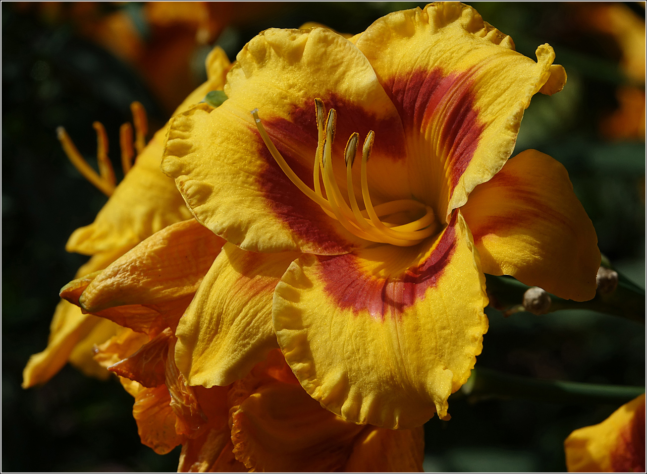 Image of Hemerocallis &times; hybrida specimen.