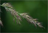 Calamagrostis epigeios