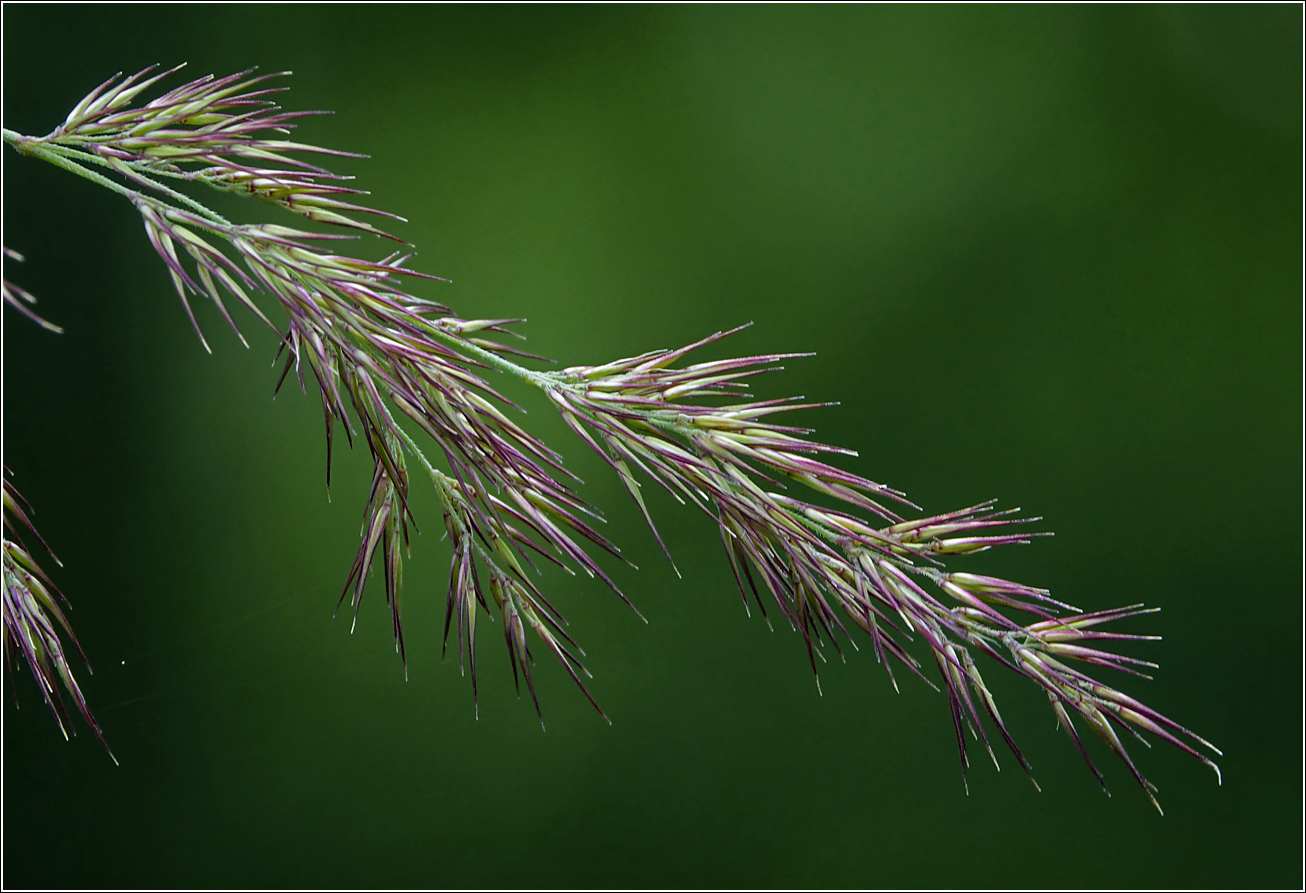Image of Calamagrostis epigeios specimen.
