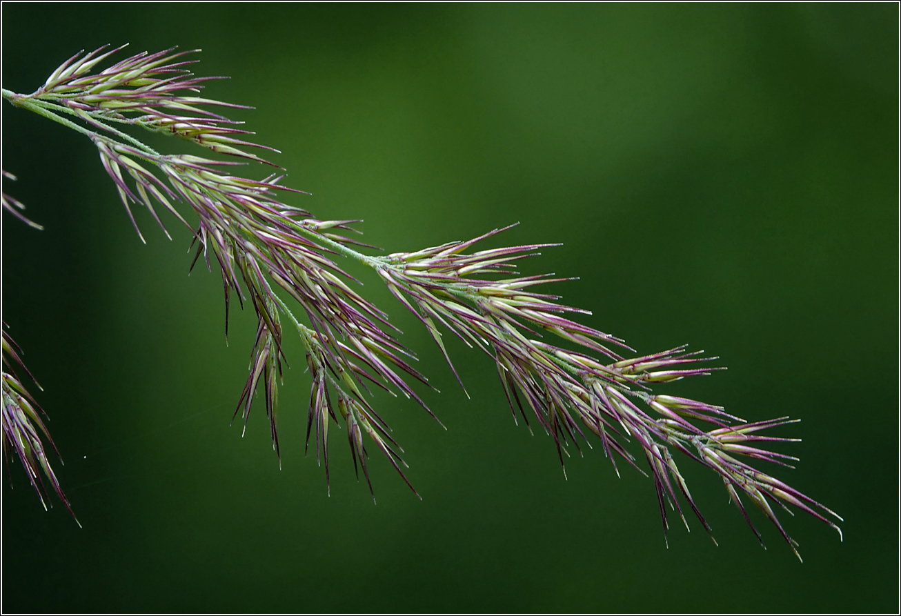 Изображение особи Calamagrostis epigeios.