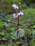 Pyrola incarnata