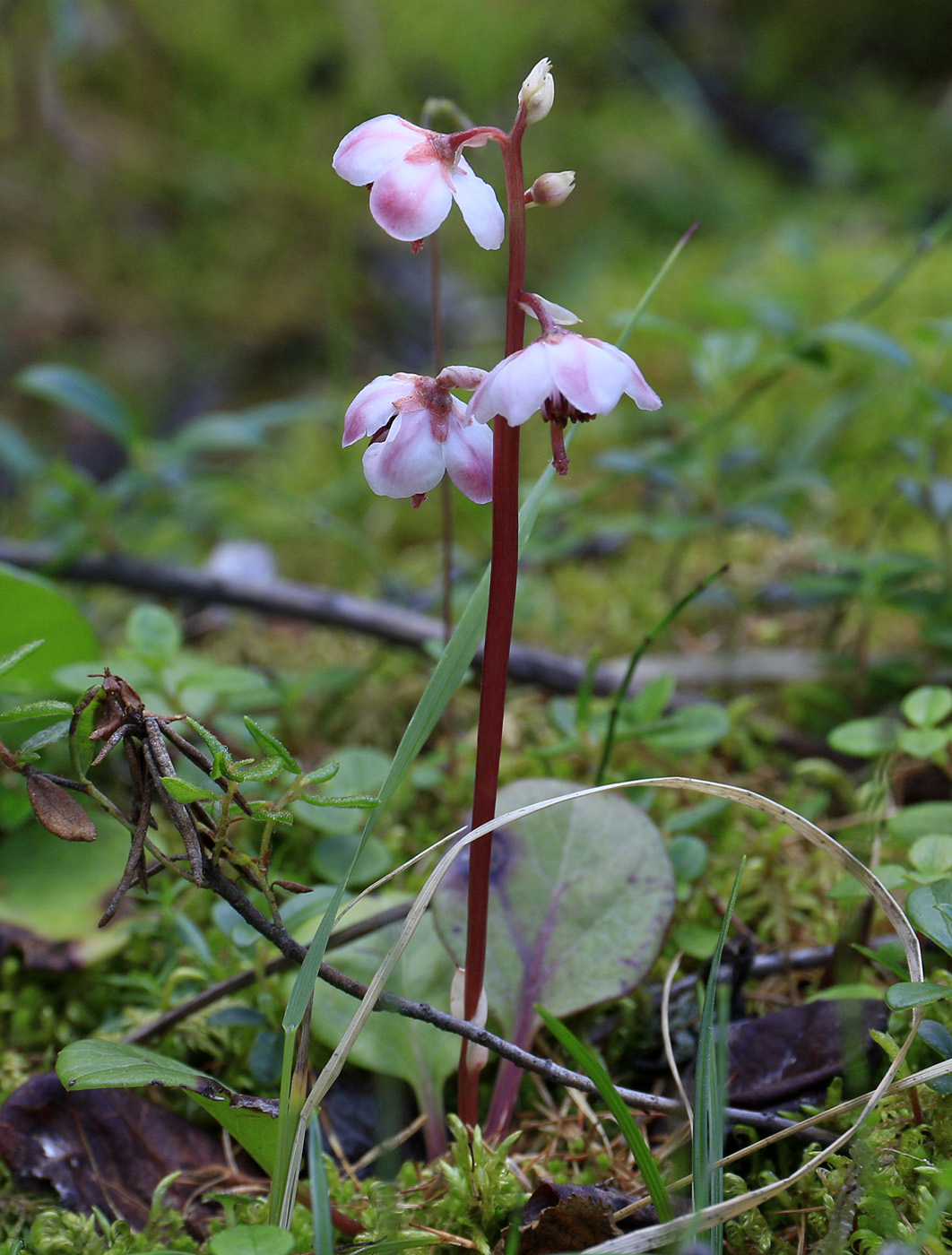 Image of Pyrola incarnata specimen.