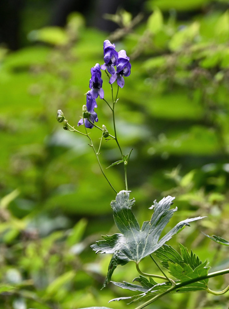 Изображение особи Aconitum sczukinii.