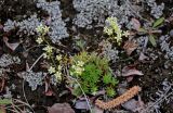 Saxifraga spinulosa