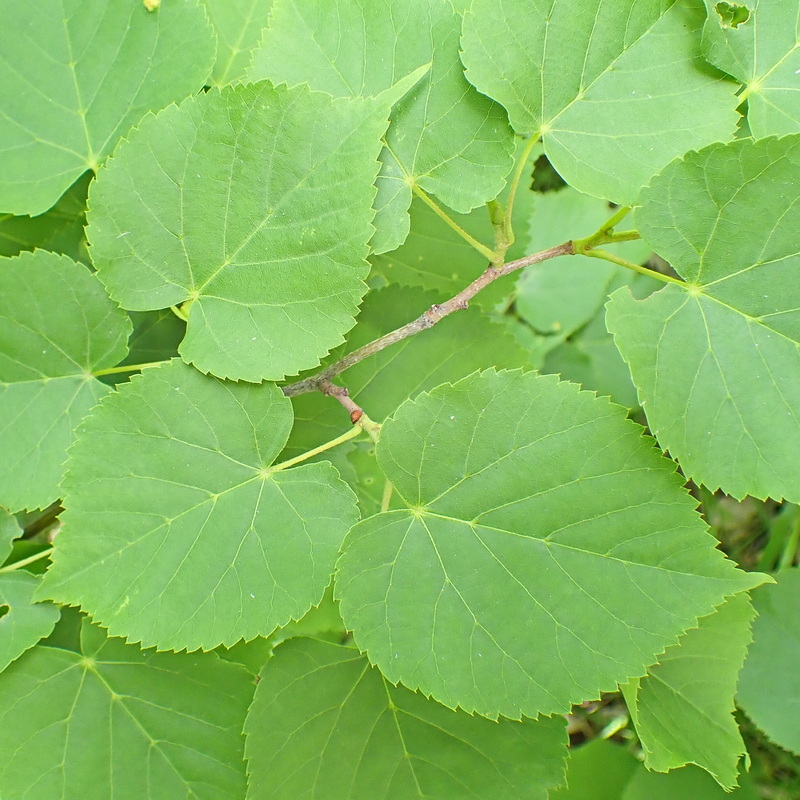 Изображение особи Tilia amurensis.