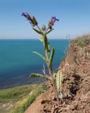 Anchusa azurea. Цветущее растение. Краснодарский край, Темрюкский р-н, мыс Железный Рог, обрывистый глинистый приморский склон. 29.04.2017.