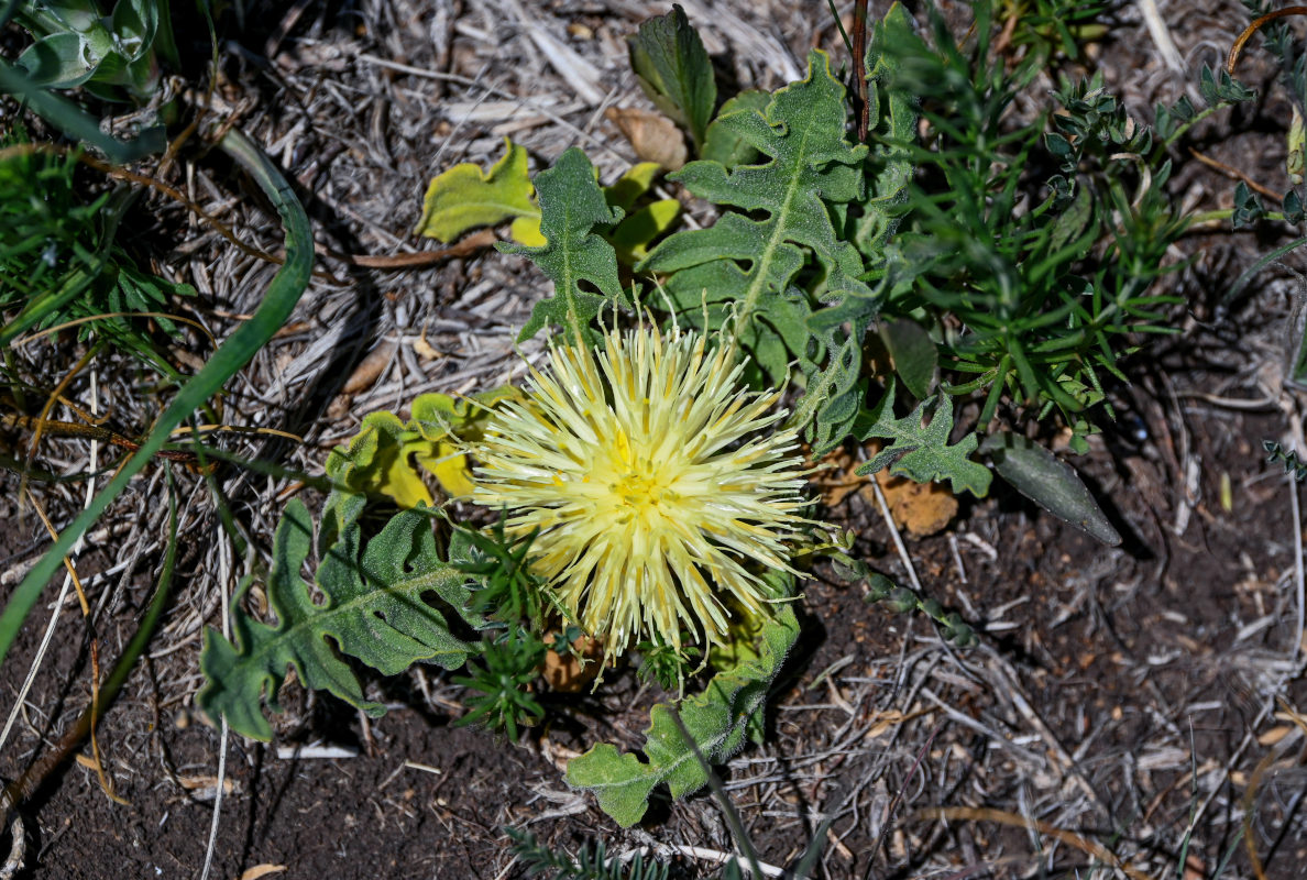 Image of Centaurea rhizanthoides specimen.