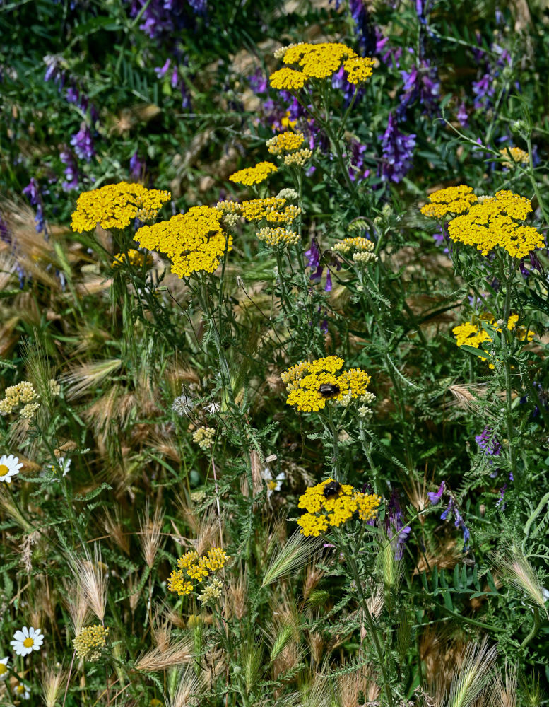 Image of Achillea arabica specimen.