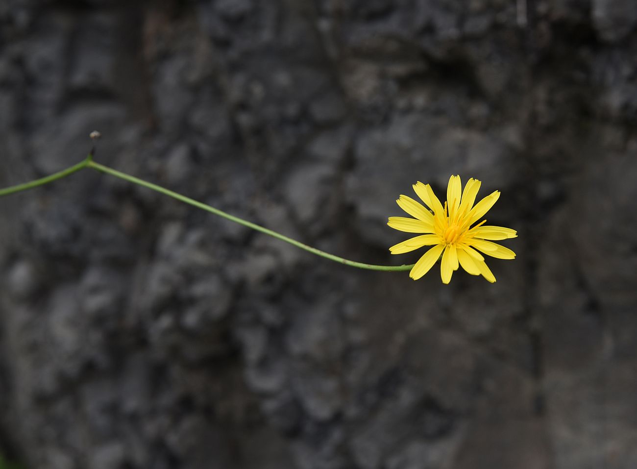 Изображение особи семейство Asteraceae.