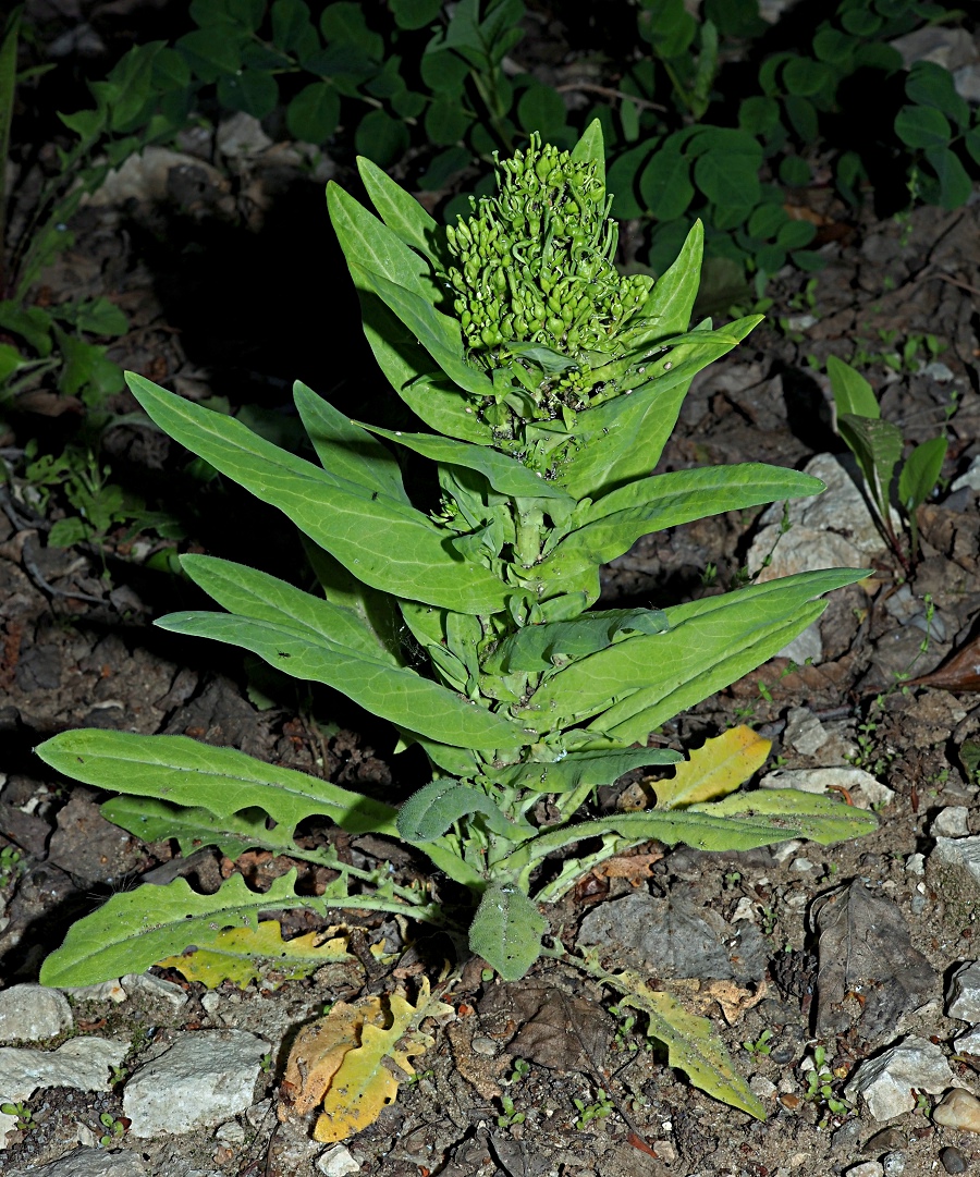 Image of Turritis glabra specimen.