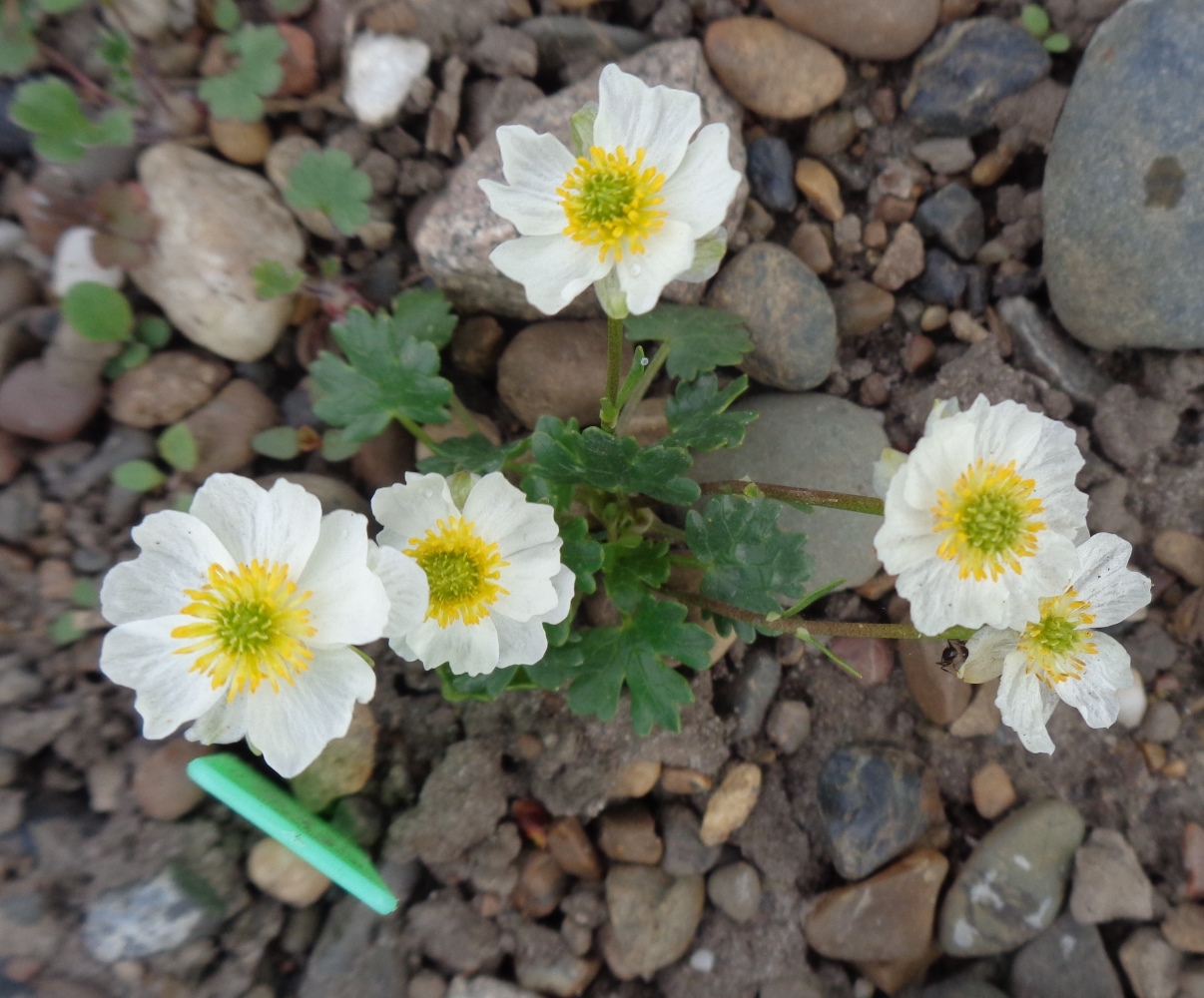 Image of Ranunculus alpestris specimen.