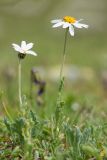 Anthemis saportana