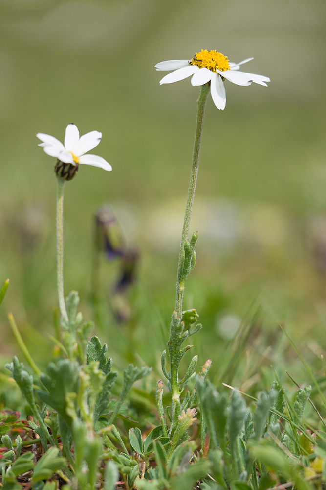 Изображение особи Anthemis saportana.