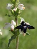 Phlomoides labiosa. Часть соцветия с пчелой-плотником (Xylocopa valga). Узбекистан, Джизакская обл., хр. Нуратау, Нуратинский заповедник, низовье ур. Маджерумсай, около 900 м н.у.м., долина горной речки. 18.04.2019.