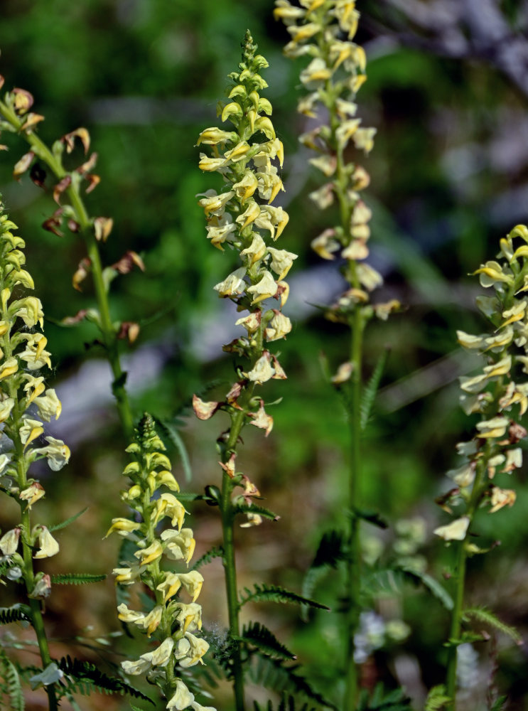 Изображение особи Pedicularis incarnata.