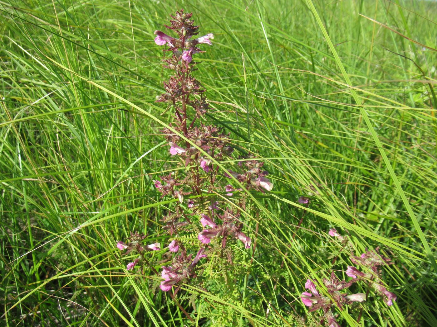 Изображение особи Pedicularis karoi.