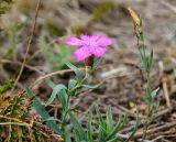 Dianthus versicolor