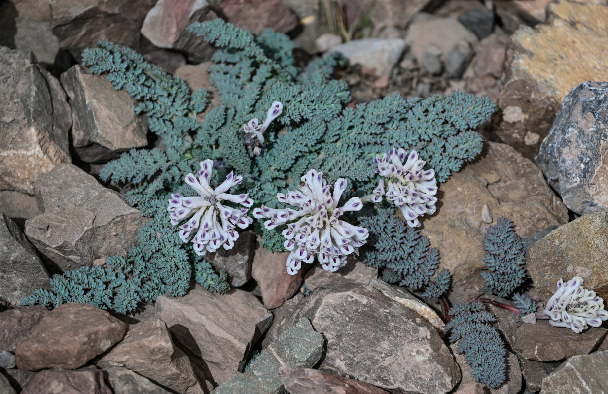 Image of Cysticorydalis fedtschenkoana specimen.