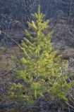 Picea obovata