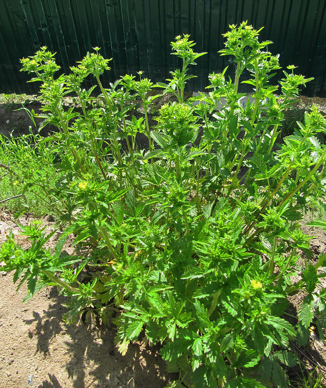 Image of Potentilla norvegica specimen.