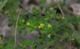 Medicago lupulina