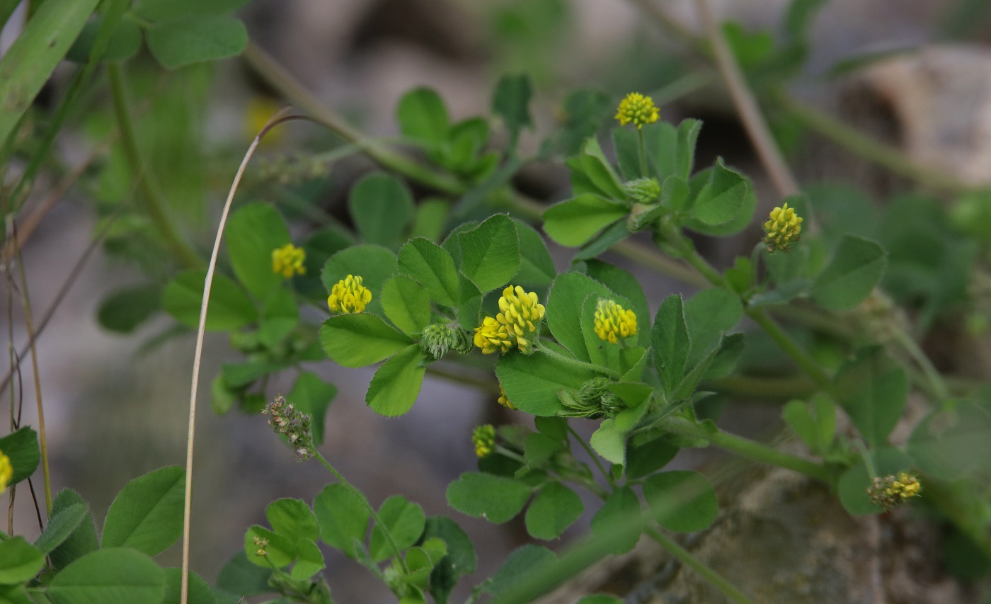 Image of Medicago lupulina specimen.