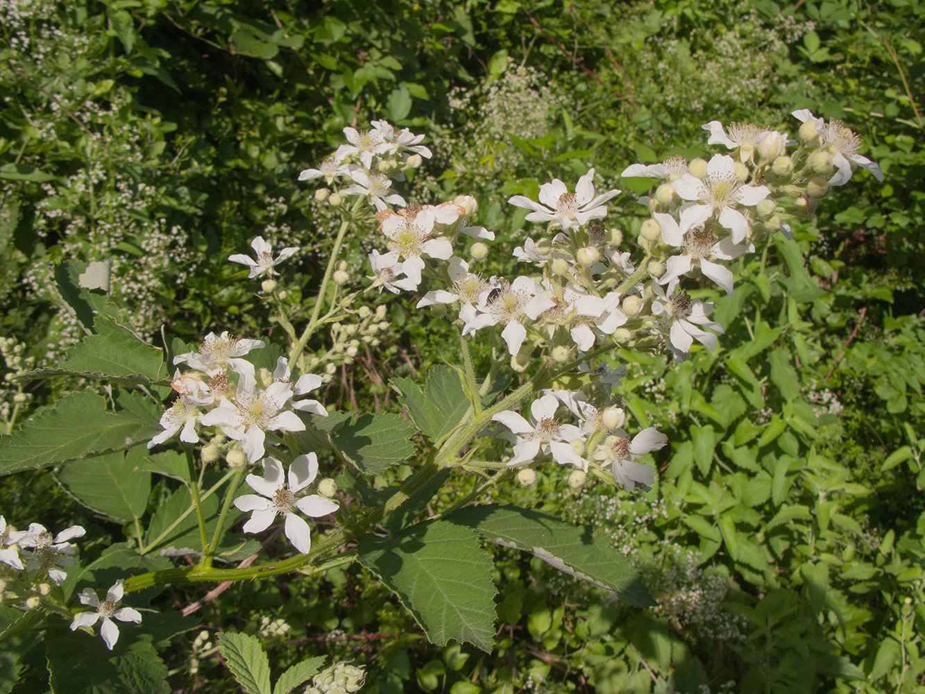 Изображение особи Rubus lloydianus.