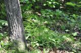 Asparagus schoberioides