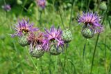 Centaurea scabiosa