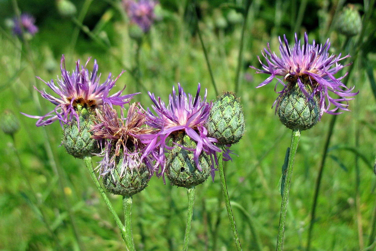 Изображение особи Centaurea scabiosa.