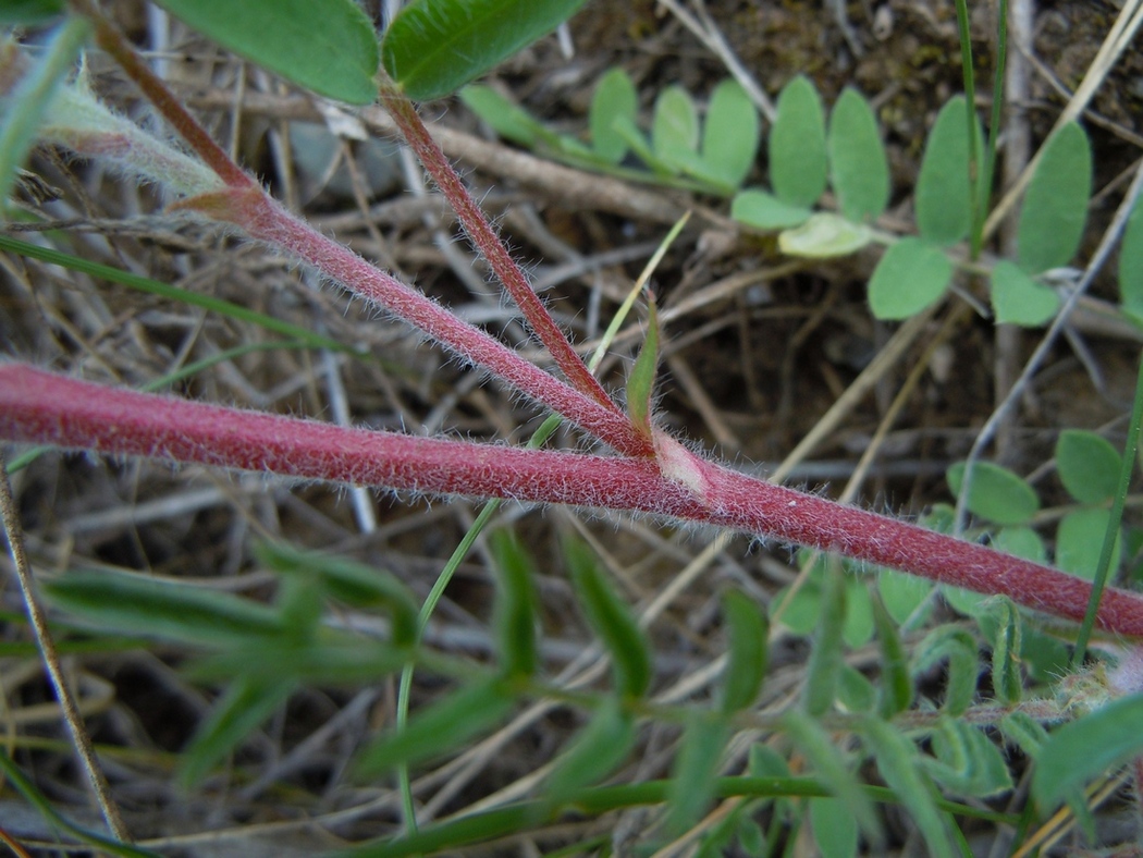 Изображение особи Oxytropis pilosa.