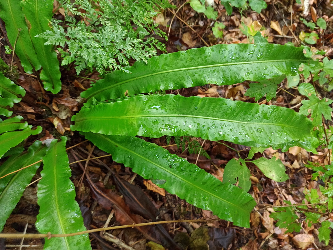 Изображение особи Phyllitis scolopendrium.