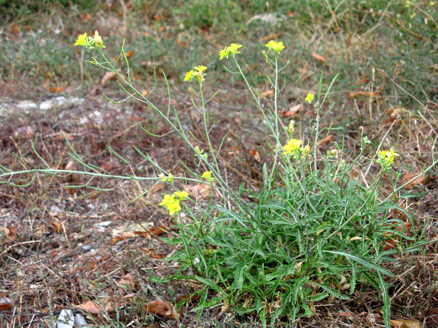 Image of Diplotaxis tenuifolia specimen.