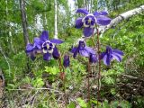 Aquilegia sibirica