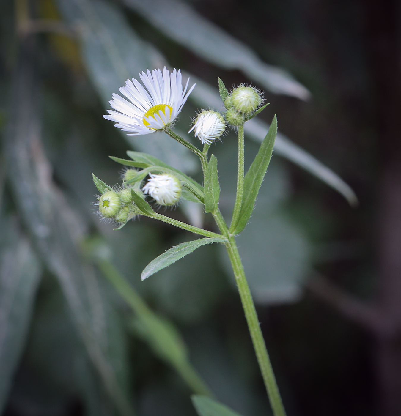 Image of Erigeron annuus specimen.