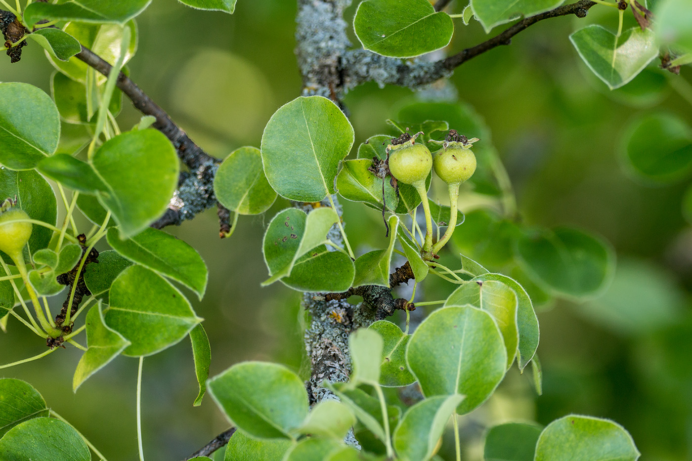 Image of Pyrus communis specimen.
