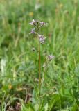 Chorispora tenella
