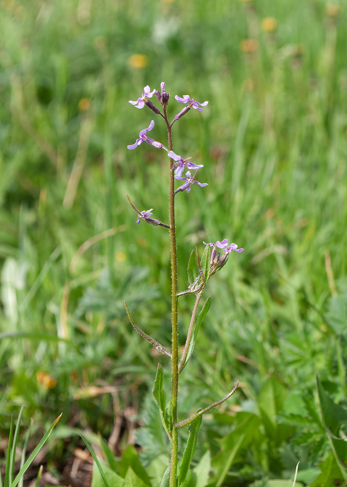 Image of Chorispora tenella specimen.