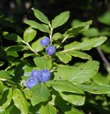 Vaccinium axillare. Верхушка побега с плодами. Южный Сахалин, хр. Сусунайский, гора Чехова. 28.07.2006.