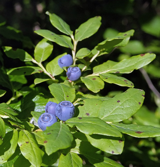 Image of Vaccinium axillare specimen.