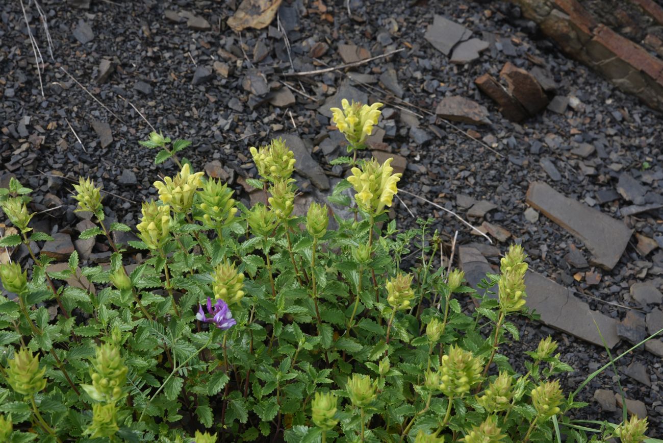 Изображение особи Scutellaria raddeana.
