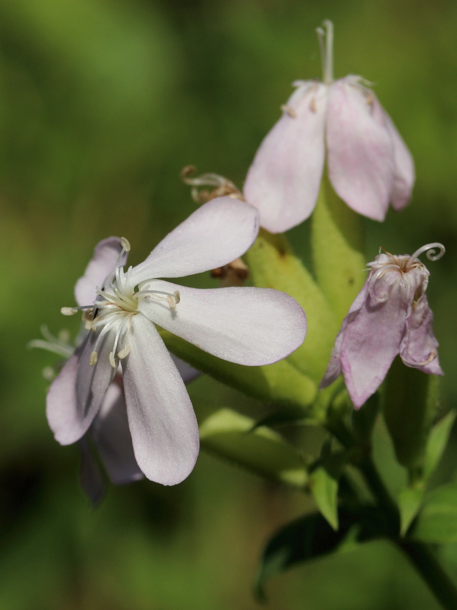 Изображение особи Saponaria officinalis.