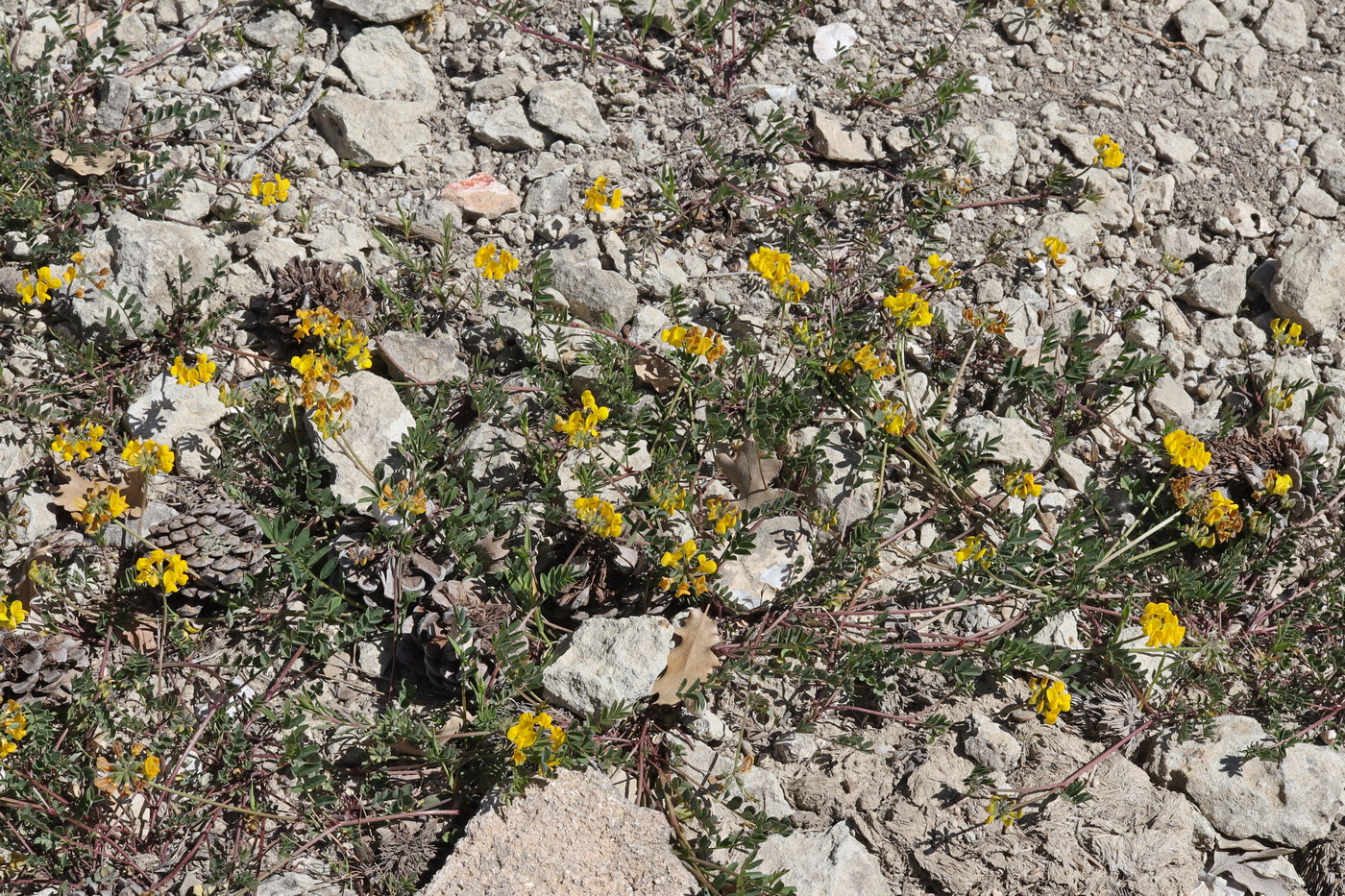 Image of Hippocrepis comosa specimen.