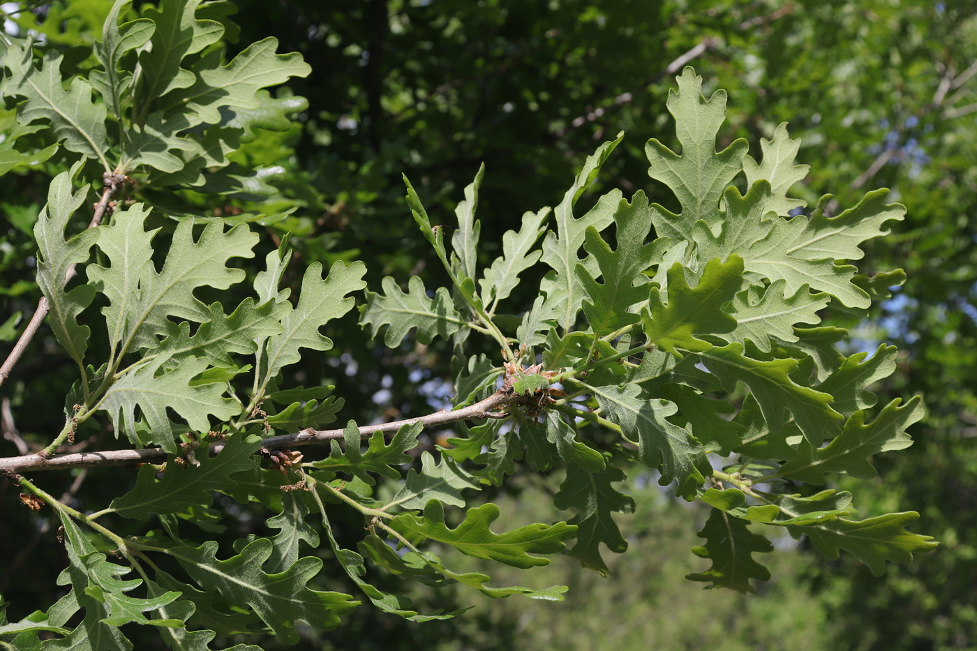 Image of Quercus calcarea specimen.