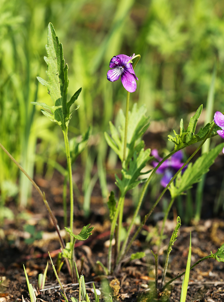 Image of Viola × juzepczukii specimen.
