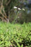 Oenanthe silaifolia. Цветущее растение в сообществе с Potentilla reptans. Крым, Севастополь, Байдарская дол., окр. с. Озёрное, влажная луговина. 29 мая 2025 г.