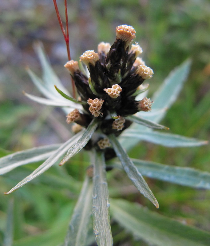 Image of Omalotheca norvegica specimen.