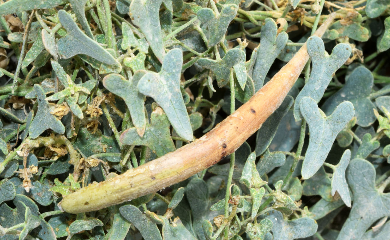 Image of Cynanchum sibiricum specimen.